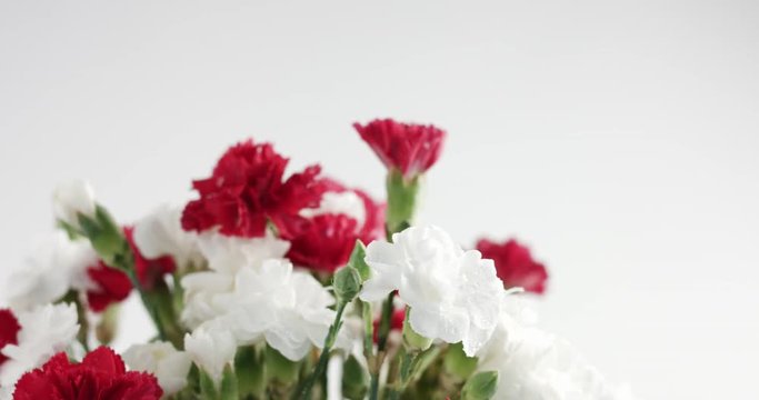 red and white carnation flower rotation