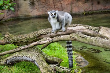 Lemur
