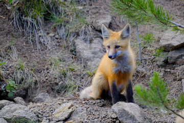 Wild Fox Near Den in Wilderness Animals