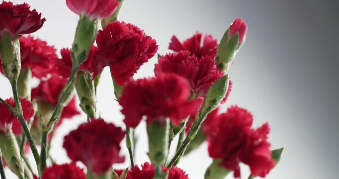 red and white carnation flower rotation