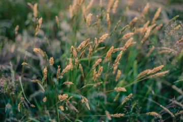 texture of grass. Beautiful plants on meadow