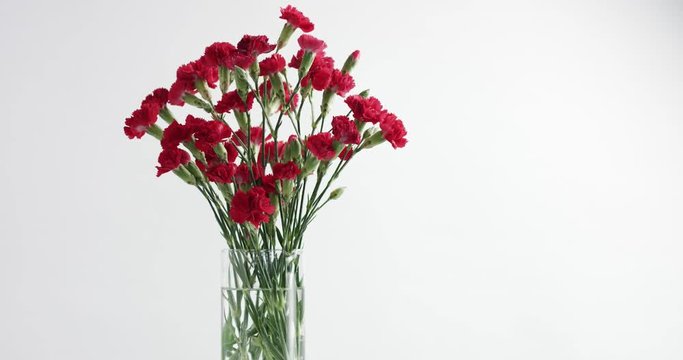 red and white carnation flower rotation