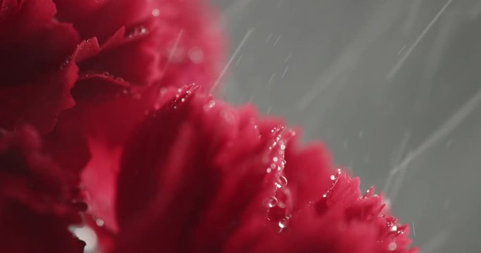 red cornation flowers closeup
