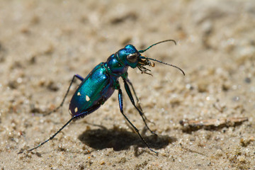 Cicindela sexguttata - Six-spotted Tiger Beetle.  