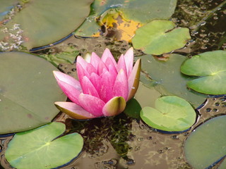 nature, pond, flower, beautiful, lily, blossom, petal, bloom, water, plant, summer, lotus, aquatic, beauty, green, natural, pink, flora, botany, leaf, lake, tropical, white, exotic, reflection, bloomi