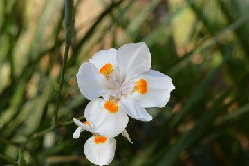 orquideas