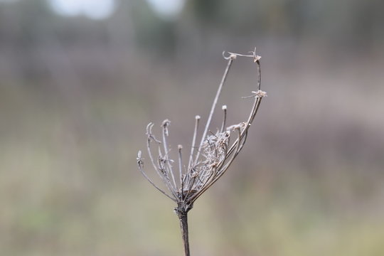 Minimalist nature dry plant on country soil