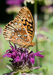 great_spangled_fritillary