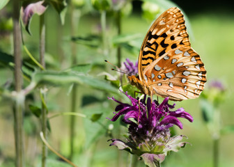 great_spangled_fritillary