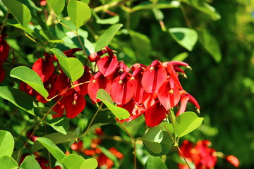 アメリカデイゴ