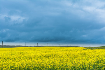 Field of rapeseed, canola or colza in Belarus with overcast sky