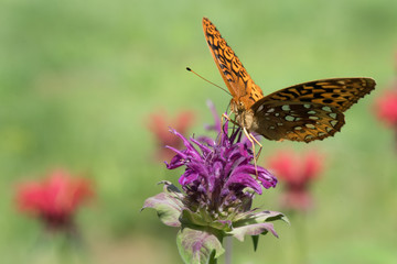 great_spangled_fritillary