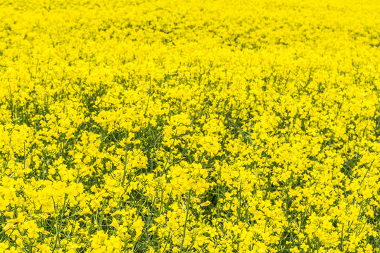 Canola, Rapeseed, colza flowers background