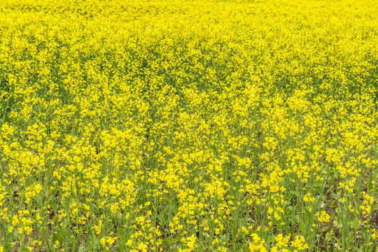 Canola, Rapeseed, colza flowers background