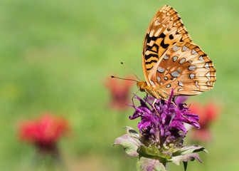 great_spangled_fritillary