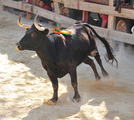 bull