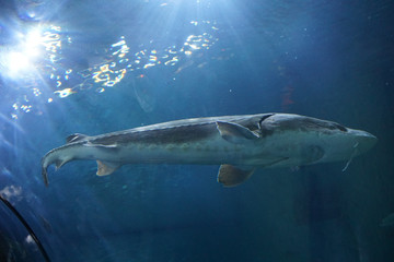 Backlit sturgeon patrols
