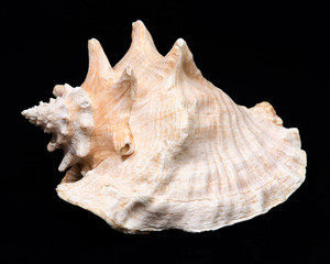 Large pink queen conch seashell on black fabric background