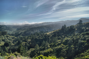 Fototapeta na wymiar Muir Woods - Scenic View