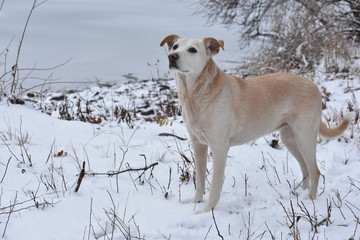 Dog in Winter