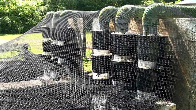 Filter aeration systems used in fish hatchery on Cape Cod.  These filter out algae and other contaminates  while mesh nets protect fish from kingfishers and herons