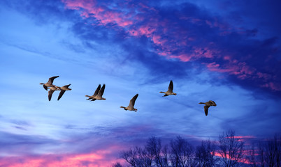 Birds flying against evening sunset in the background