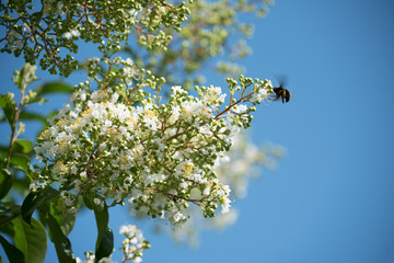 Crape Myrtle Flowers with Bee