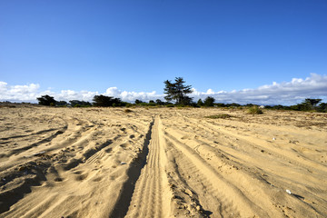 vehicle tire tracks on dune with coastal trees and shrubs, puffy clouds in background