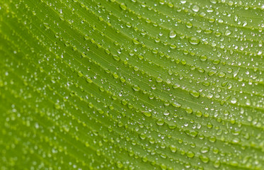 Textura de folha verde com gotas de água.