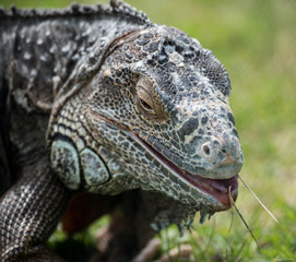 iguana