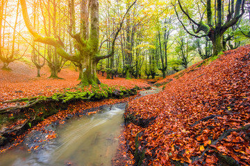 Fototapeta na wymiar Forest in autumn