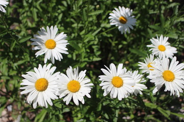 Fototapeta premium White Wild Flower Daisy (Leucanthemum vulgare)