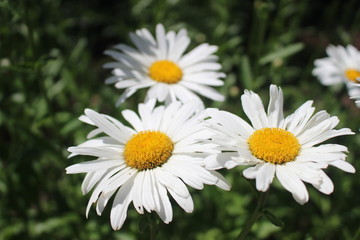 Fototapeta premium White Wild Flower Daisy 