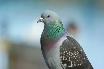 Pigeon