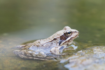 Frog in the water