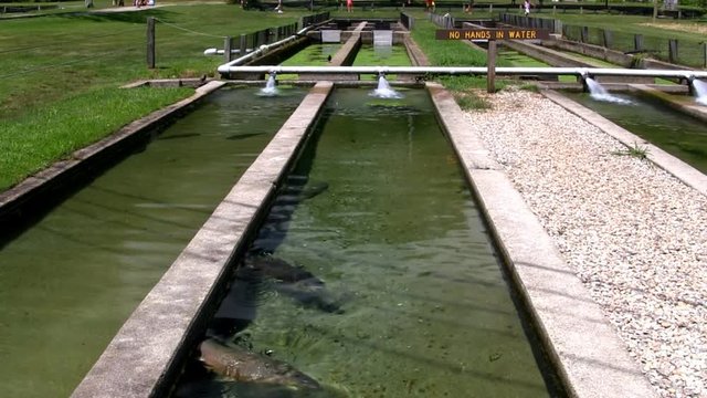 Brown trout raceway with aeration system at fish hatchery on Cod
