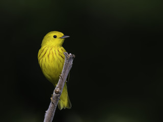 Yellow Warbler on Green Background