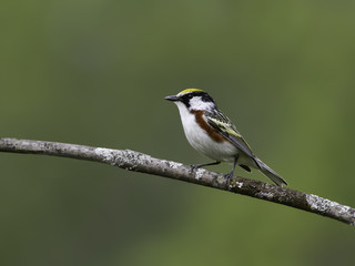 Fototapeta premium Chestnut-sided Warbler on Green Background