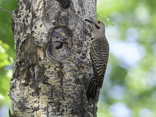 Northern Flicker Chick Begging Male Northern Flicker for Food