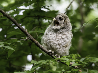Barred Owlet Yawning