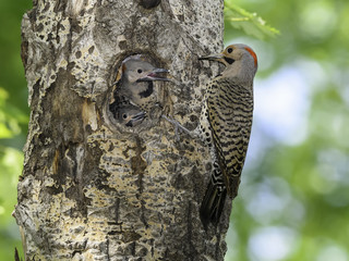 Northern Flicker Chick Begging Male Northern Flicker for Food