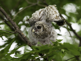 Barred Owlet Stretching its Wings