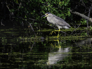 Black-crowned Night Heron with Reflection