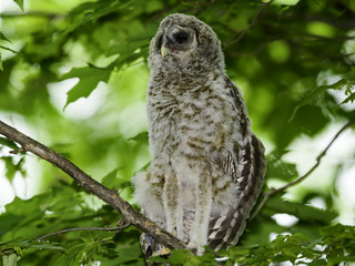 Barred Owlet