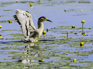 Black-crowned Night Heron with Open Wings