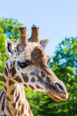 giraffe head shot 