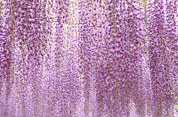 Purple wisteria blossoms in full bloom