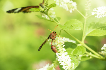 Insect on green grass field with flowers, Background nature