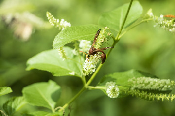 Insect on green grass field with flowers, Background nature