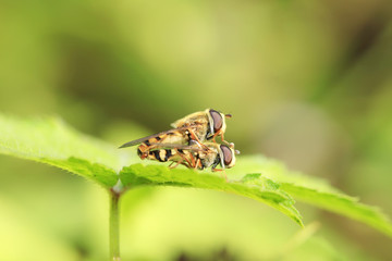 Bee